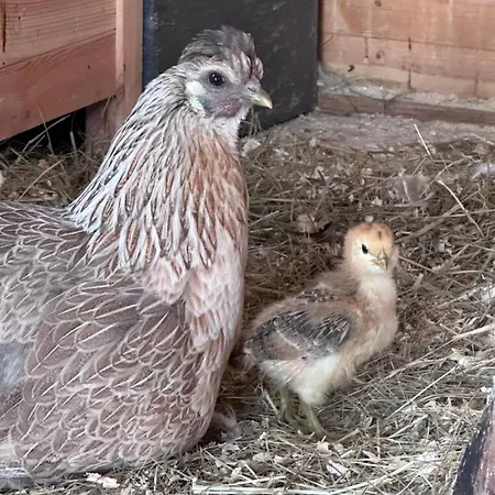 Chateau Bernhart منزل للإقامة