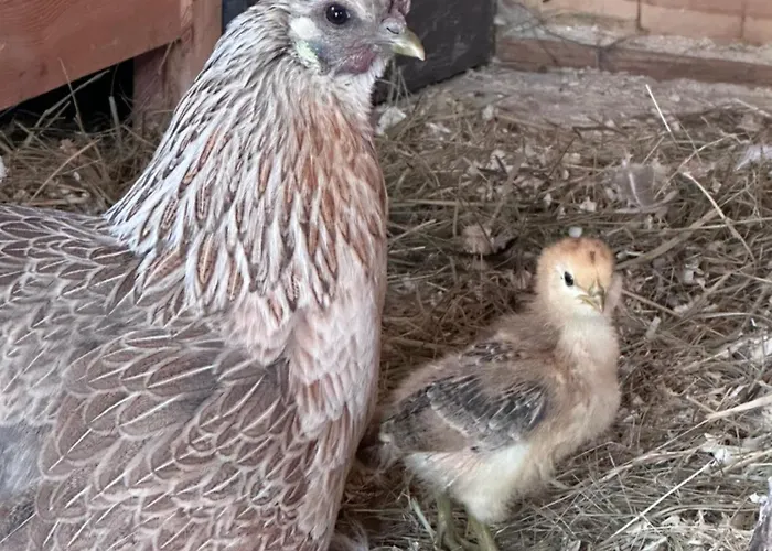 Chateau Bernhart Homestay szállás